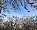 Orchard Blossom 131